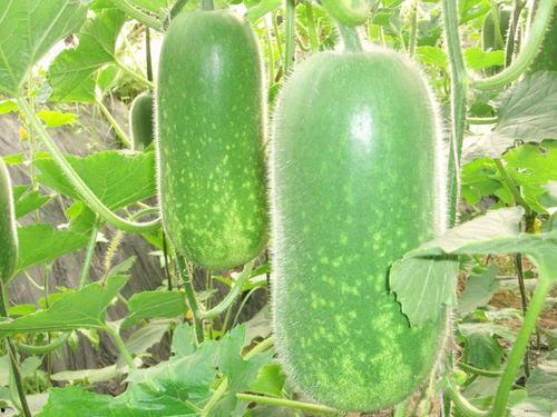 吃瓜网曹县,吃瓜网揭秘这座神秘县城的崛起之路