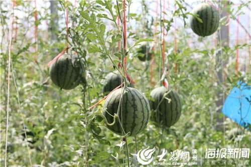 莱阳吃瓜网红事件视频,一场网络狂欢背后的真相揭秘