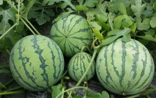 工商黑料吃瓜网,吃瓜网带你探秘企业幕后真相